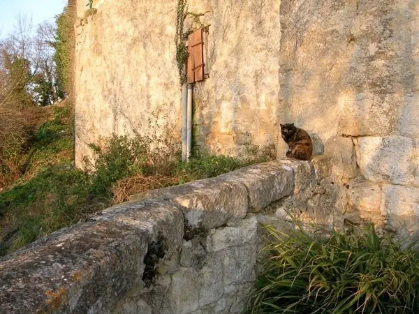 Chat assis sur un muret de pierre au pied du rempart